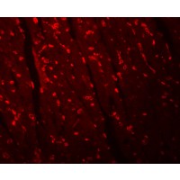 Immunofluorescence of APC10 in mouse heart tissue with APC10 antibody at 20 µg/mL.