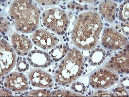 IHC of paraffin-embedded Human Kidney tissue using anti-ANAPC11 mouse monoclonal antibody.