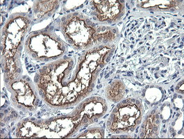 IHC of paraffin-embedded Human Kidney tissue using anti-ANAPC11 mouse monoclonal antibody. (Heat-induced epitope retrieval by 10mM citric buffer, pH6.0, 120°C for 3min).