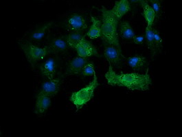 Anti-ANAPC11 mouse monoclonal antibody immunofluorescent staining of COS7 cells transiently transfected by pCMV6-ENTRY ANAPC11.