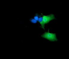 Anti-ANAPC11 mouse monoclonal antibody immunofluorescent staining of COS7 cells transiently transfected by pCMV6-ENTRY ANAPC11.