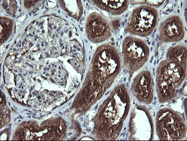 IHC of paraffin-embedded Human Kidney tissue using anti-ANAPC11 mouse monoclonal antibody.