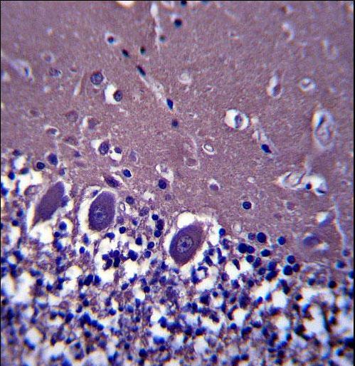 ABHD4 Antibody immunohistochemistry of formalin-fixed and paraffin-embedded human cerebellum tissue followed by peroxidase-conjugated secondary antibody and DAB staining.