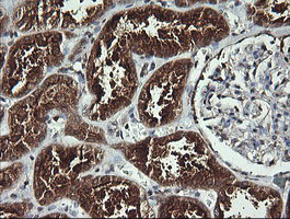 IHC of paraffin-embedded Human Kidney tissue using anti-ANAPC11 mouse monoclonal antibody. (Heat-induced epitope retrieval by 10mM citric buffer, pH6.0, 120°C for 3min).