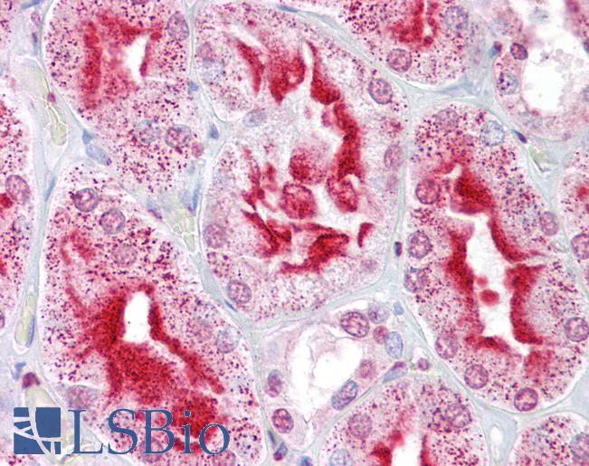 Anti-ANAPC11 / APC11 antibody IHC of human kidney. Immunohistochemistry of formalin-fixed, paraffin-embedded tissue after heat-induced antigen retrieval. Antibody LS-B6980 concentration 5 ug/ml.
