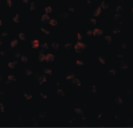 Immunofluorescence of APC11 in 3T3 cells with APC11 antibody at 20 ug/ml.