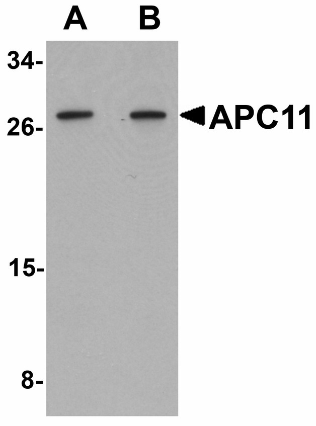 Western blot of APC11 in 3T3 cell tissue lysate with APC11 antibody at (A) 1 and (B) 2 ug/ml.