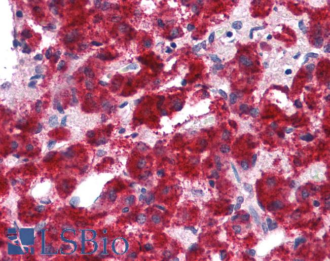 Anti-ANAPC13 antibody IHC of human adrenal. Immunohistochemistry of formalin-fixed, paraffin-embedded tissue after heat-induced antigen retrieval. Antibody LS-B4648 concentration 5 ug/ml.