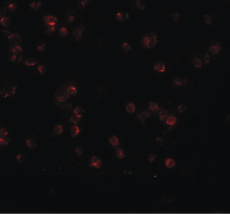 Immunofluorescence of APC13 in Jurkat cells with APC13 antibody at 20 ug/ml.