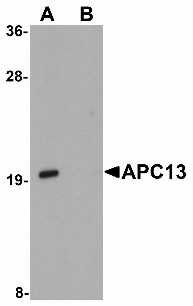 Western blot of APC13 in Jurkat cell tissue lysate with APC13 antibody at 1 ug/ml in (A) the absence and (B) the presence of blocking peptide.