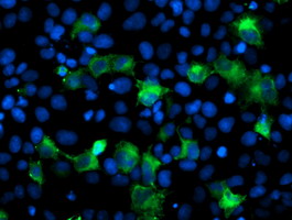 Anti-ANAPC2 mouse monoclonal antibody immunofluorescent staining of COS7 cells transiently transfected by pCMV6-ENTRY ANAPC2.