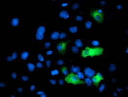 Anti-ANAPC2 mouse monoclonal antibody immunofluorescent staining of COS7 cells transiently transfected by pCMV6-ENTRY ANAPC2.