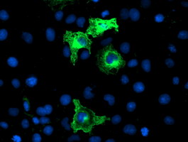 Anti-ANAPC2 mouse monoclonal antibody immunofluorescent staining of COS7 cells transiently transfected by pCMV6-ENTRY ANAPC2.