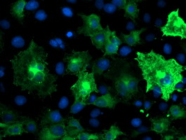 Anti-ANAPC2 mouse monoclonal antibody immunofluorescent staining of COS7 cells transiently transfected by pCMV6-ENTRY ANAPC2.