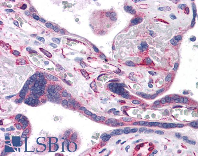 Anti-ANAPC5 / APC5 antibody IHC of human placenta. Immunohistochemistry of formalin-fixed, paraffin-embedded tissue after heat-induced antigen retrieval. Antibody LS-B4644 concentration 5 ug/ml.