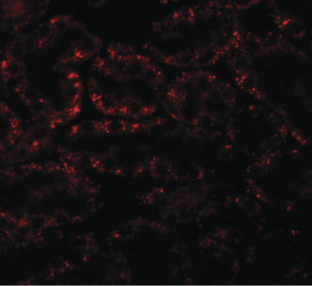 Immunofluorescence of APC5 in rat kidney tissue with APC5 antibody at 20 ug/ml.