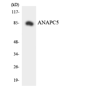 Western blot of the lysates from HeLa cells using ANAPC5 antibody.