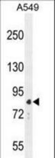 ANAPC5 Antibody western blot of A549 cell line lysates (35 ug/lane). The ANAPC5 antibody detected the ANAPC5 protein (arrow).
