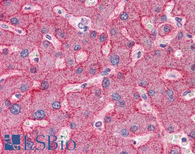 Anti-ANAPC7 / APC7 antibody IHC of human liver. Immunohistochemistry of formalin-fixed, paraffin-embedded tissue after heat-induced antigen retrieval. Antibody LS-B4646 concentration 5 ug/ml.