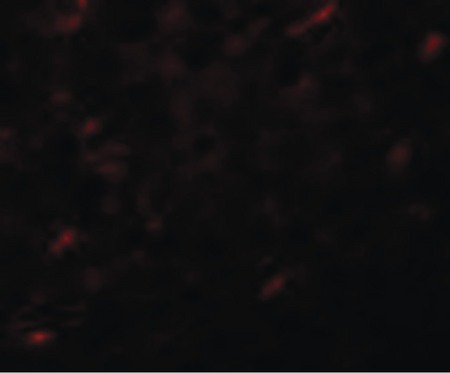 Immunofluorescence of APC7 in rat kidney tissue with APC7 antibody at 20 ug/ml.