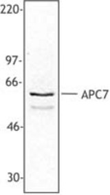SK-N-MC cell nuclear extract was resolved by electrophoresis, transferred to nitrocellulose, and probed with rabbit anti-APC7 antibody. Proteins were visualized using a donkey anti-rabbit secondary conjugated to HRP and a chemiluminescence detection syste
