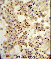 Formalin-fixed and paraffin-embedded human testis tissue reacted with ANAPC7 Antibody (Center), which was peroxidase-conjugated to the secondary antibody, followed by DAB staining.