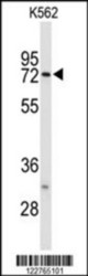 Western blot of ANAPC7 Antibody (Center) in K562 cell line lysates (35 ug/lane). ANAPC7 (arrow) was detected using the purified Pab.