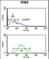 ANAPC7 Antibody (Center) flow cytometry of K562 cells (bottom histogram) compared to a negative control cell (top histogram).FITC-conjugated goat-anti-rabbit secondary antibodies were used for the analysis.