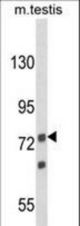 Western blot of ANGEL1 Antibody in mouse testis tissue lysates (35 ug/lane). ANGEL1 (arrow) was detected using the purified antibody.