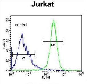 ANGEL1 Antibody flow cytometry of Jurkat cells (right histogram) compared to a negative control cell (left histogram). FITC-conjugated goat-anti-rabbit secondary antibodies were used for the analysis.