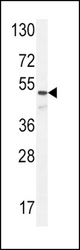 ANGPT1 Antibody western blot of NCI-H292 cell line lysates (35 ug/lane). The ANGPT1 antibody detected the ANGPT1 protein (arrow).
