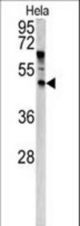 Western blot of ANGPTL7 antibody in HeLa cell line lysates (35 ug/lane). ANGPTL7 (arrow) was detected using the purified antibody.