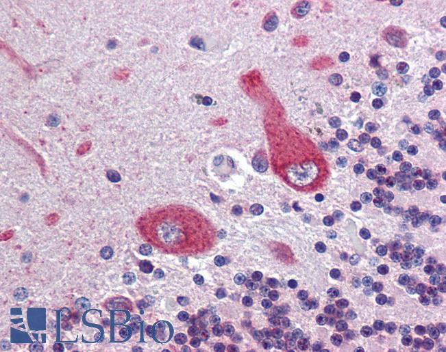 Anti-ANK3 antibody IHC of human brain, cerebellum. Immunohistochemistry of formalin-fixed, paraffin-embedded tissue after heat-induced antigen retrieval. Antibody LS-B3842 concentration 3.75 ug/ml.