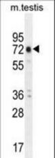 ANKRD5 Antibody western blot of mouse testis tissue lysates (35 ug/lane). The ANKRD5 antibody detected the ANKRD5 protein (arrow).