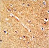 ANKFY1 Antibody immunohistochemistry of formalin-fixed and paraffin-embedded human brain tissue followed by peroxidase-conjugated secondary antibody and DAB staining.