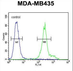 ANKFY1 Antibody flow cytometry of MDA-MB435 cells (right histogram) compared to a negative control cell (left histogram). FITC-conjugated goat-anti-rabbit secondary antibodies were used for the analysis.