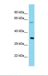 Western blot of Human 293T. ABI1 antibody dilution 1.0 ug/ml.