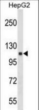 ANKRD18A Antibody western blot of HepG2 cell line lysates (35 ug/lane). The ANKRD18A antibody detected the ANKRD18A protein (arrow).