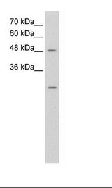HepG2 Cell Lysate