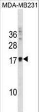 ANKRD37 Antibody western blot of MDA-MB231 cell line lysates (35 ug/lane). The ANKRD37 antibody detected the ANKRD37 protein (arrow).