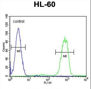 ANKRD40 Antibody flow cytometry of HL-60 cells (right histogram) compared to a negative control cell (left histogram). FITC-conjugated goat-anti-rabbit secondary antibodies were used for the analysis.