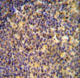ANR44 Antibody immunohistochemistry of formalin-fixed and paraffin-embedded human tonsil tissue followed by peroxidase-conjugated secondary antibody and DAB staining.