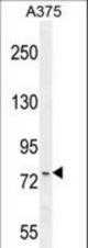 ANR44 Antibody western blot of A375 cell line lysates (35 ug/lane). The ANR44 antibody detected the ANR44 protein (arrow).