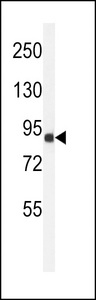 Western blot of ANR49 Antibody in Jurkat cell line lysates (35 ug/lane). ANR49 (arrow) was detected using the purified antibody.
