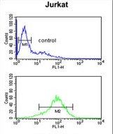 ANR49 Antibody flow cytometry of Jurkat cells (bottom histogram) compared to a negative control cell (top histogram). FITC-conjugated goat-anti-rabbit secondary antibodies were used for the analysis.