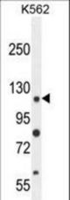 ANR52 Antibody western blot of K562 cell line lysates (35 ug/lane). The ANR52 antibody detected the ANR52 protein (arrow).