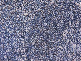 IHC of paraffin-embedded Human lymph node tissue using anti-ANKRD53 mouse monoclonal antibody.