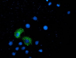 Anti-ANKRD53 mouse monoclonal antibody immunofluorescent staining of COS7 cells transiently transfected by pCMV6-ENTRY ANKRD53.