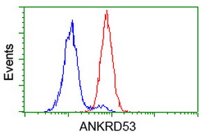 Flow cytometry of HeLa cells, using anti-ANKRD53 antibody (Red), compared to a nonspecific negative control antibody (Blue).