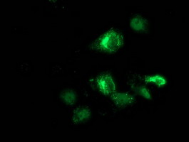 Anti-ANKRD53 mouse monoclonal antibody immunofluorescent staining of COS7 cells transiently transfected by pCMV6-ENTRY ANKRD53.